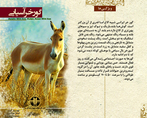 گور خر ایرانی
